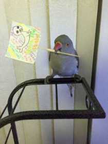 Lost Indian Ringneck Parakeet