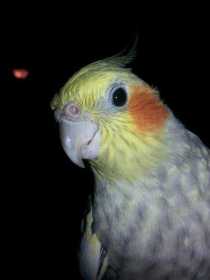 Lost Cockatiel