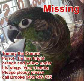 Lost Conure