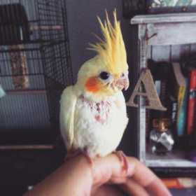 Lost Cockatiel