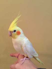 Lost Cockatiel