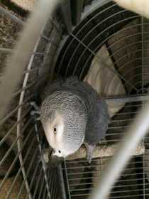 Lost African Grey