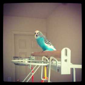 Lost Budgerigar