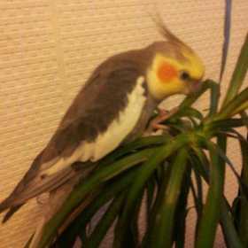 Lost Cockatiel