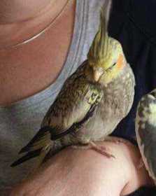 Lost Cockatiel