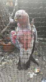 Lost Galah Cockatoo