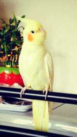 Lost Cockatiel