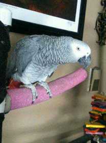 Lost African Grey