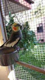 Lost Cockatiel