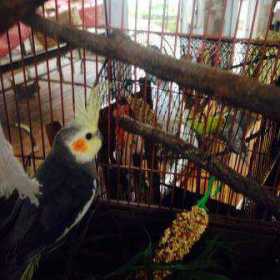 Lost Cockatiel