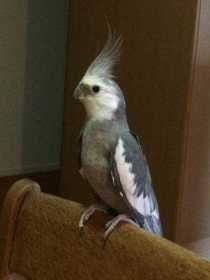 Lost Cockatiel