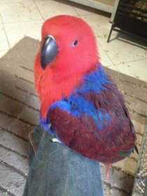 Lost Eclectus