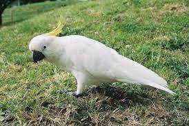 Lost Cockatoo