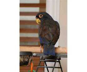 Lost Pionus