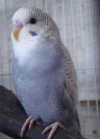 Lost Budgerigar