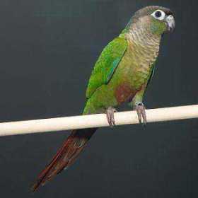 Lost Conure