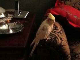 Lost Cockatiel