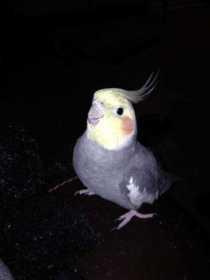 Lost Cockatiel