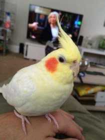 Lost Cockatiel