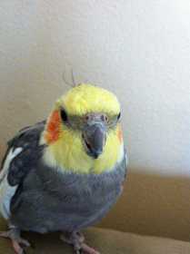 Lost Cockatiel