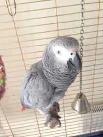 Lost African Grey