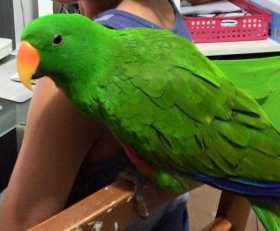 Lost Eclectus