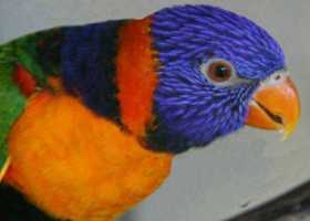 Lost Lory / Lorikeet