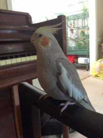 Lost Cockatiel