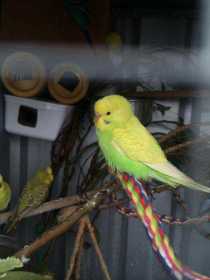 Lost Budgerigar