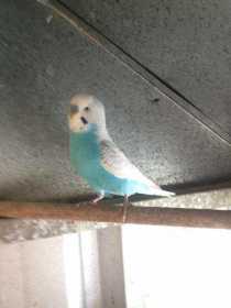 Lost Budgerigar