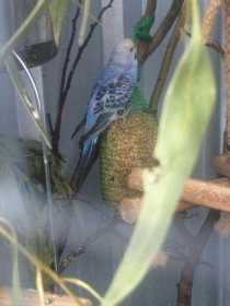 Lost Budgerigar