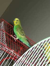 Lost Budgerigar