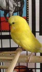 Lost Budgerigar