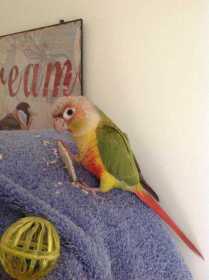 Lost Conure