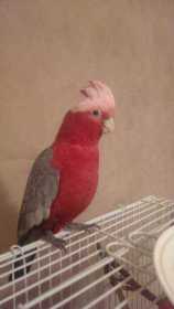 Lost Galah Cockatoo