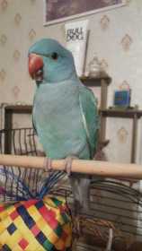 Lost Indian Ringneck Parakeet