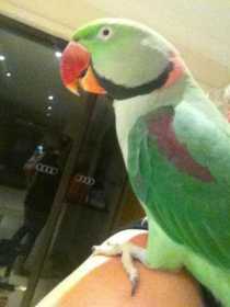 Lost Alexandrine