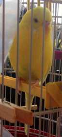 Lost Budgerigar