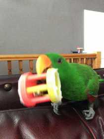 Lost Eclectus