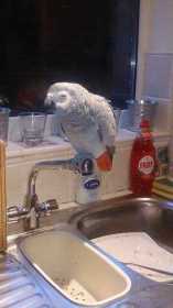 Lost African Grey