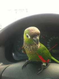 Lost Conure