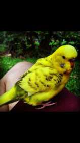 Lost Budgerigar