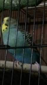 Lost Budgerigar