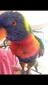 Lost Lory / Lorikeet