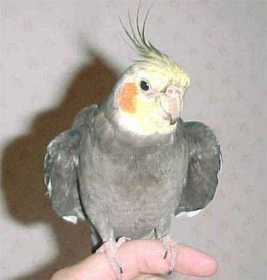 Lost Cockatiel