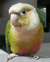 Lost Conure