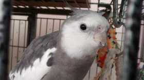 Lost Cockatiel