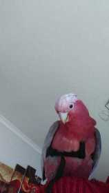 Lost Galah Cockatoo