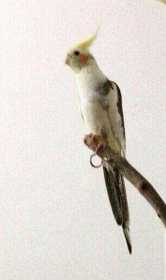 Lost Cockatiel