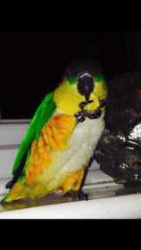 Lost Caique